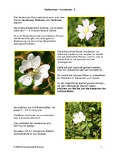 Heckenrose-Hundsrose-1.pdf